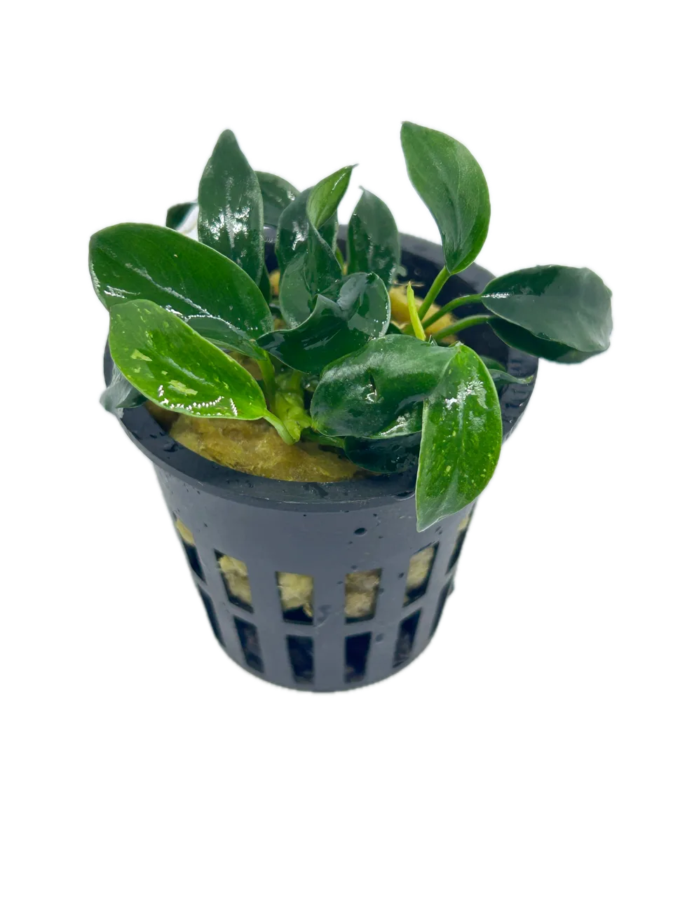 Anubias Pangolino