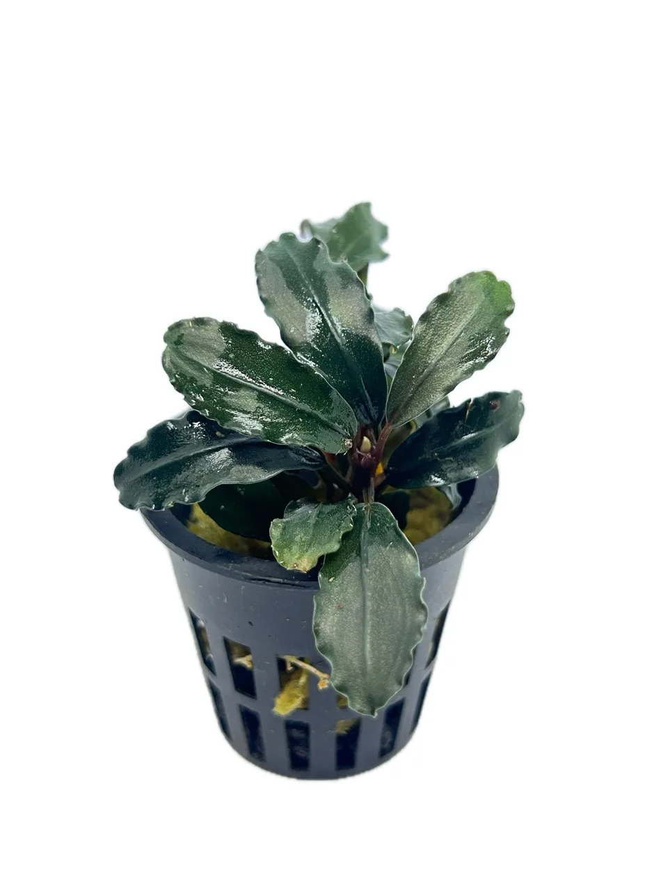 Bucephalandra Purple