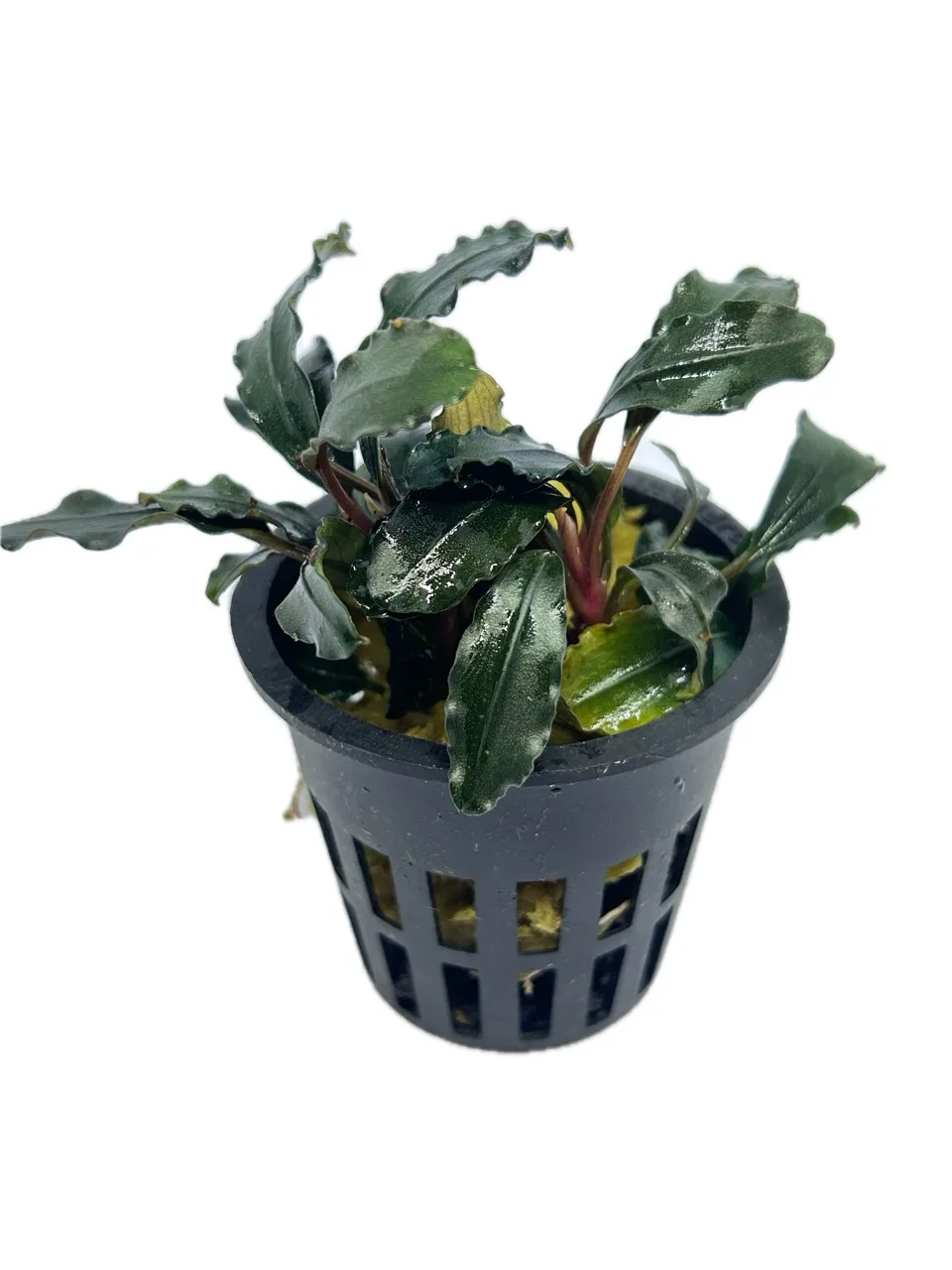 Bucephalandra Purple