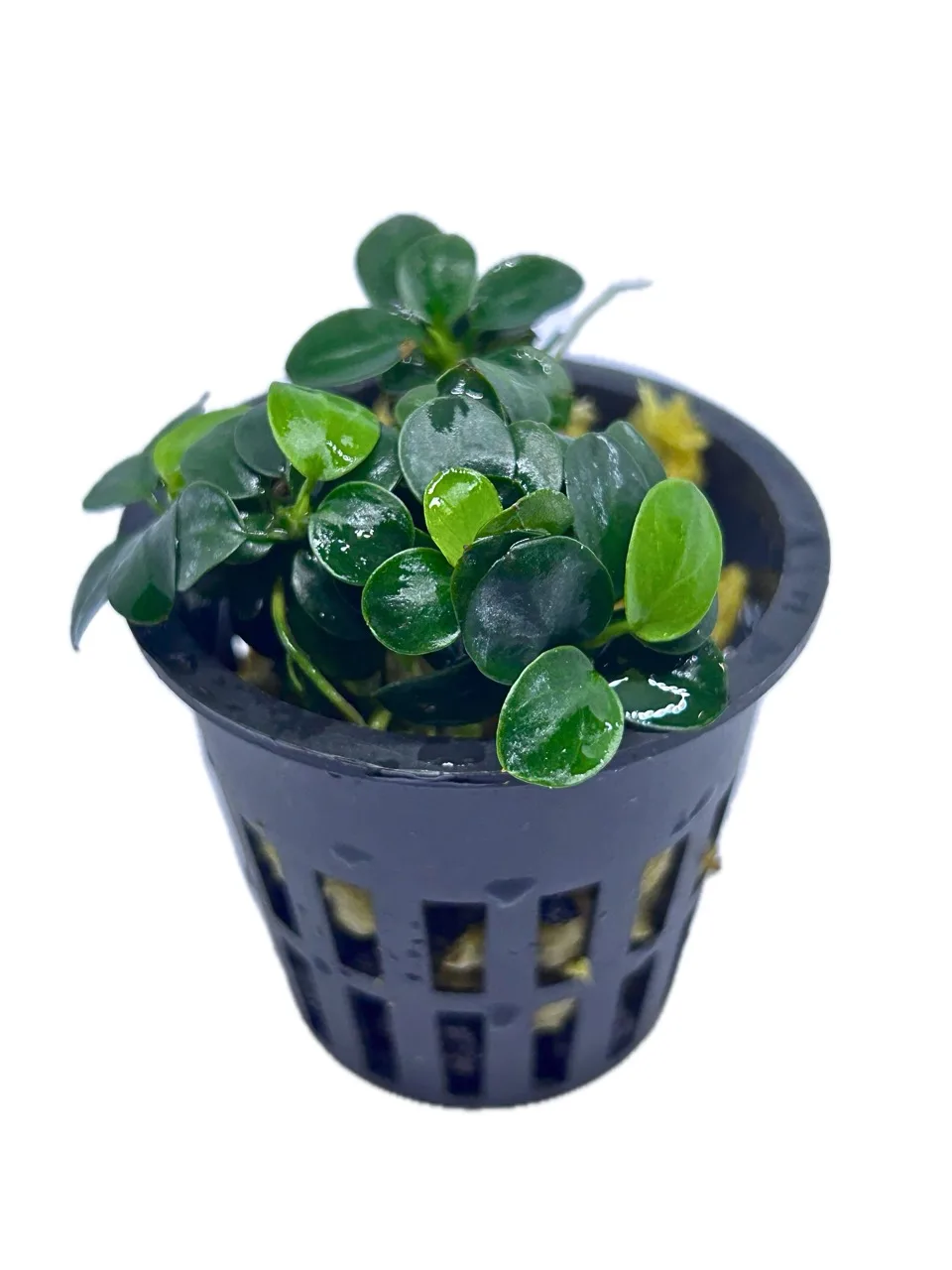 Anubias nana petit