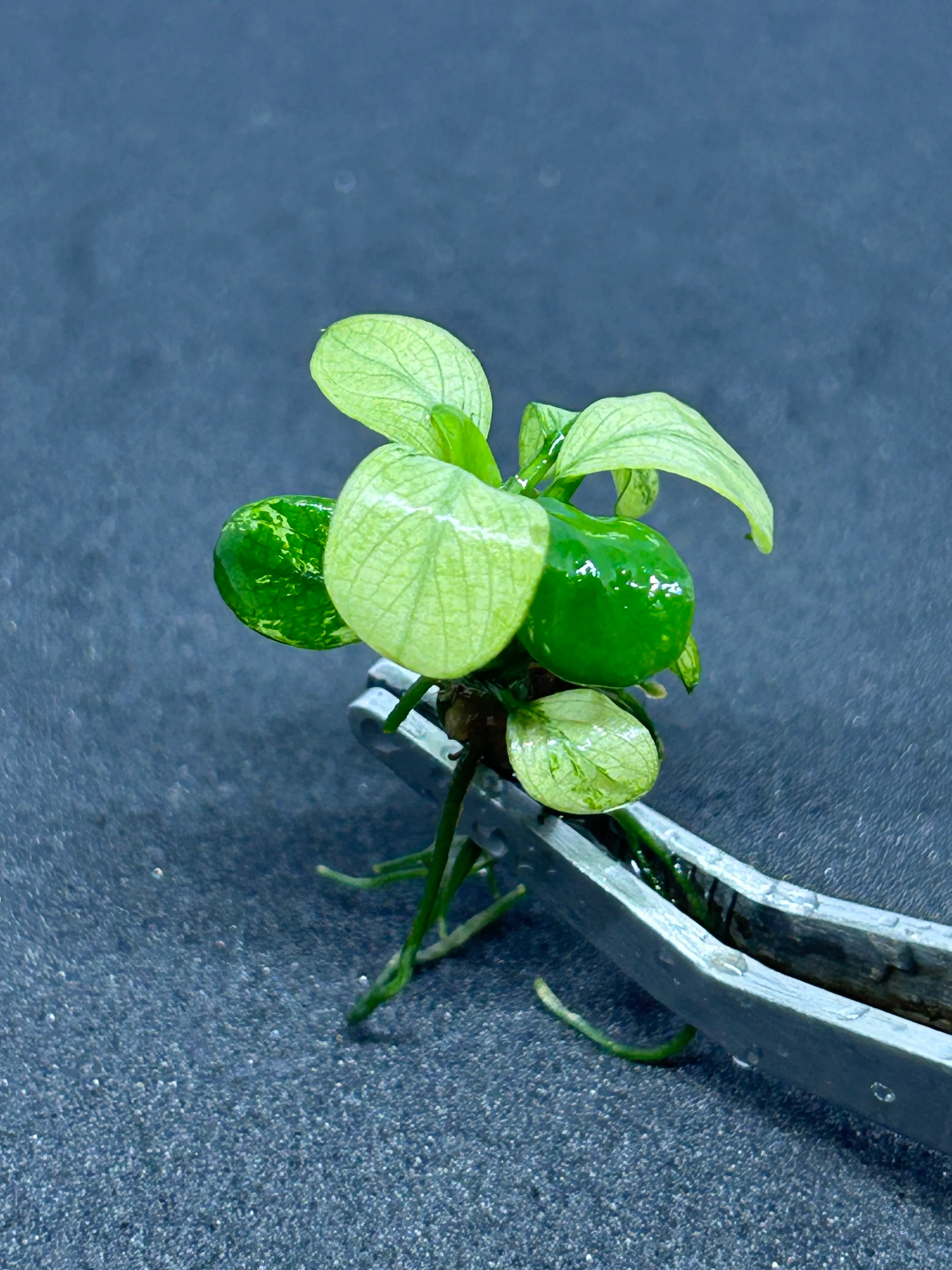 Anubias Nana Pinto