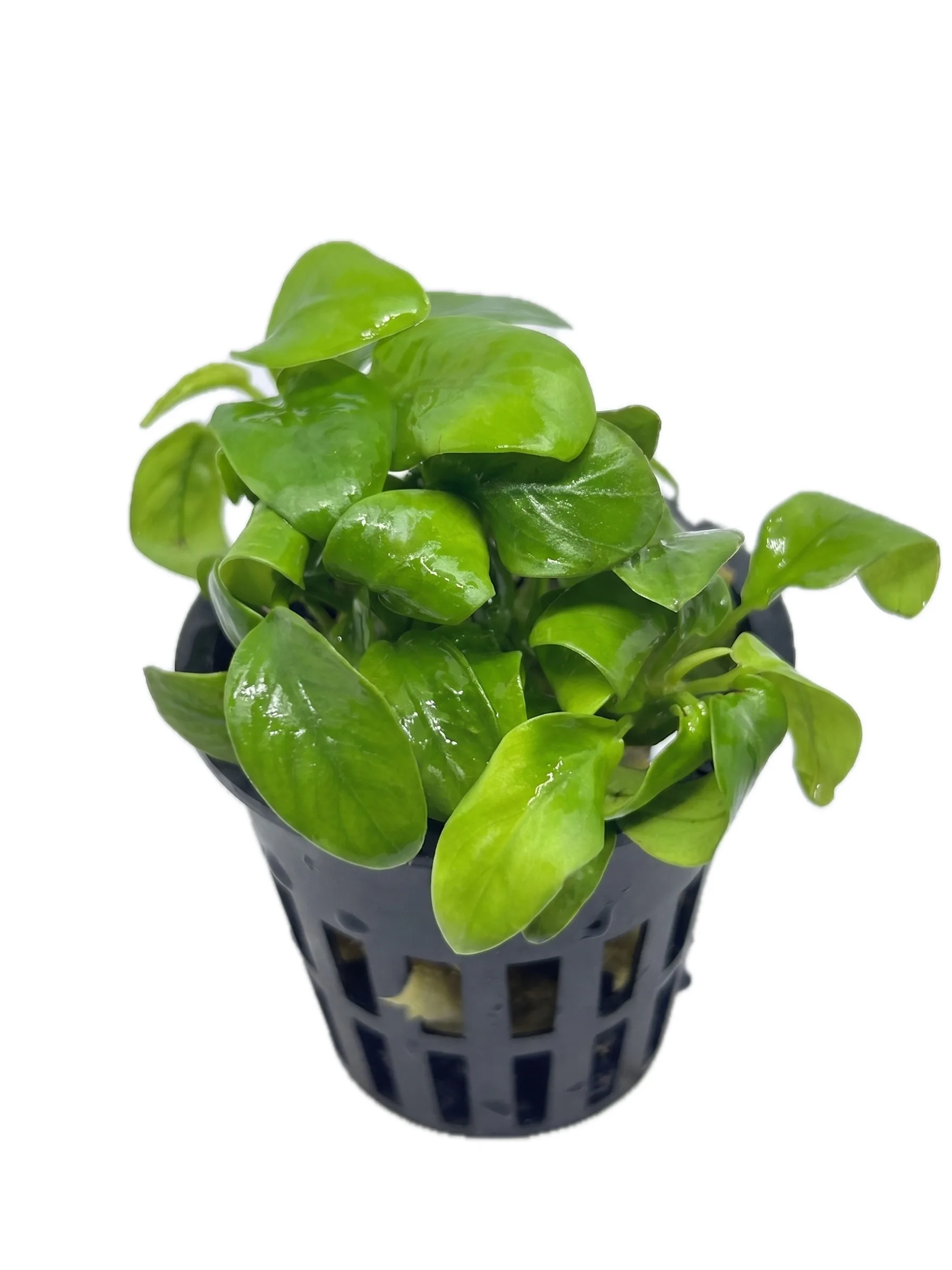 Anubias var. mini nana Golden