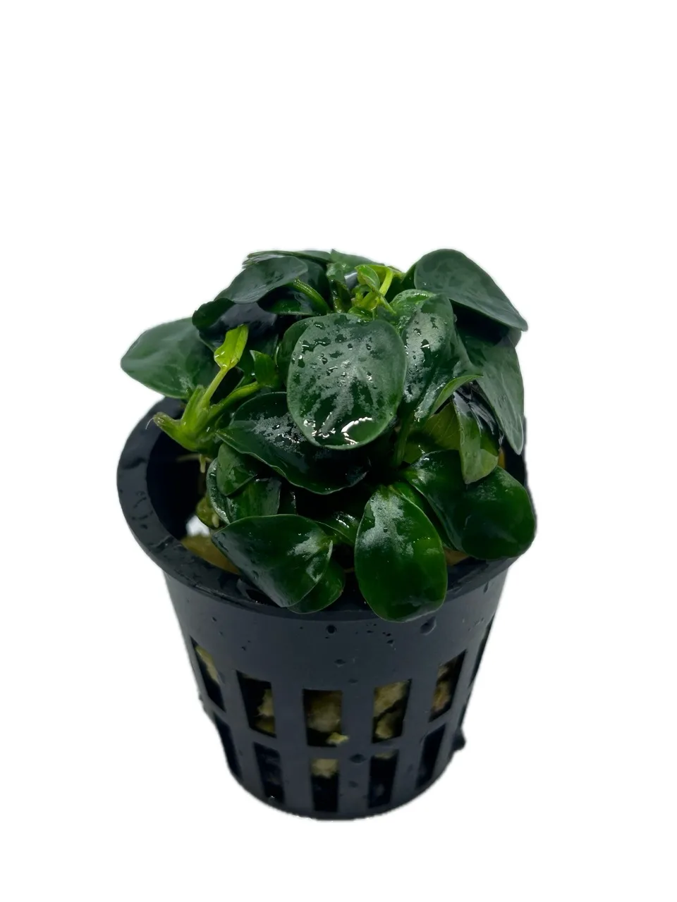 Anubias Nana Petite Japan