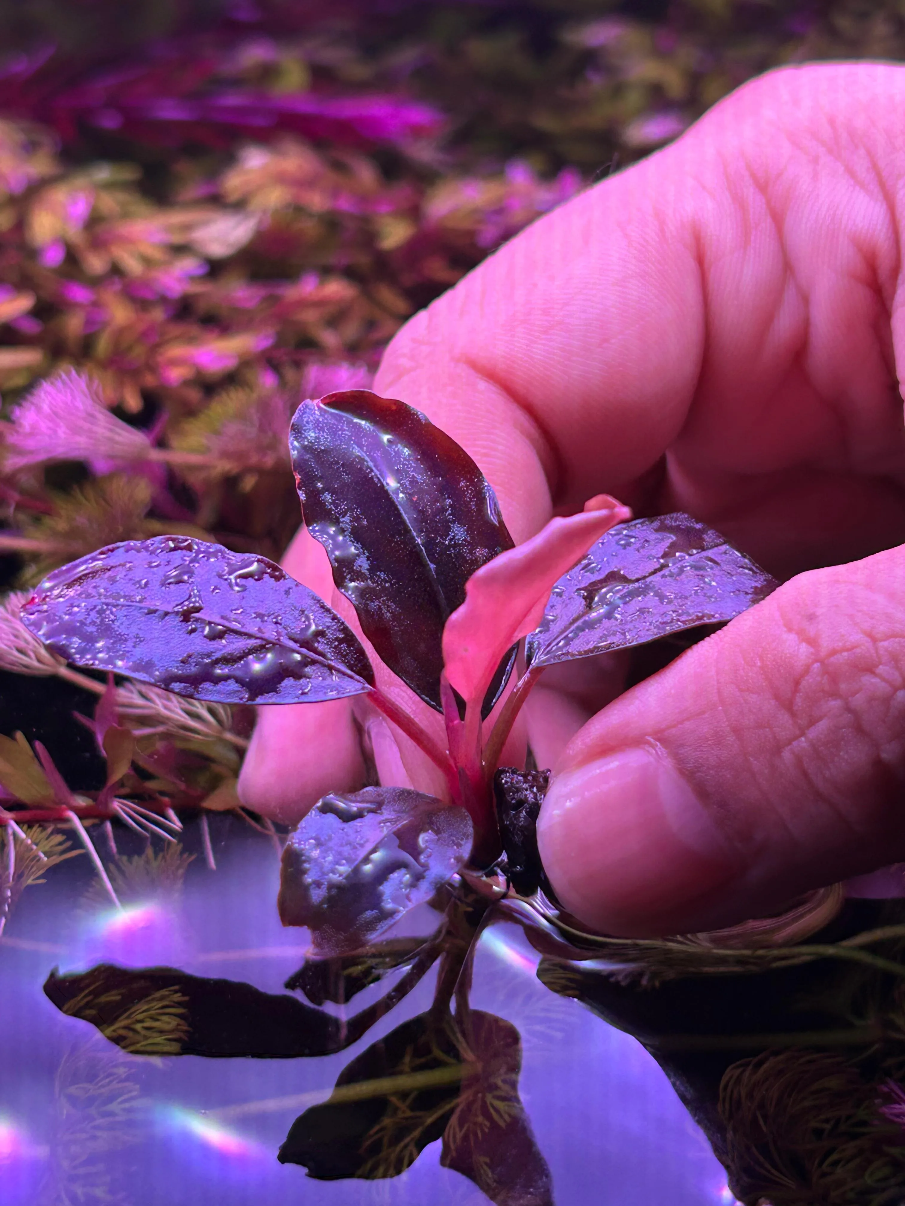 Bucephalandra BlackRock — Buy Online India | BuceStudio